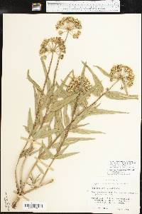 Asclepias asperula image