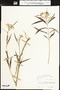 Asclepias perennis image