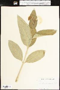 Asclepias purpurascens image