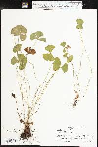 Marsilea macropoda image