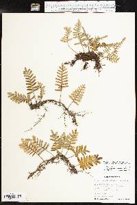 Pleopeltis polypodioides image