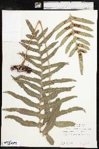 Polypodium scouleri image