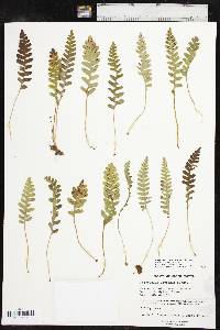 Polypodium saximontanum image