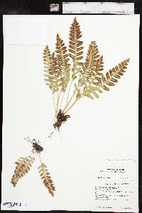 Polypodium saximontanum image