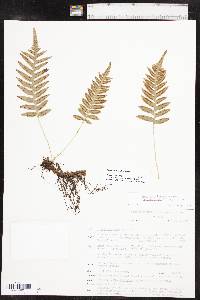 Polypodium hesperium image