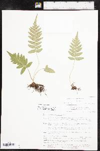 Polypodium hesperium image