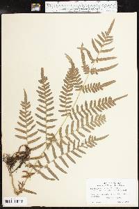 Pteridium aquilinum subsp. pseudocaudatum image