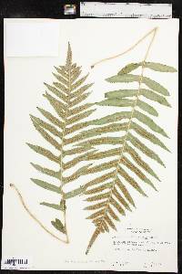 Polypodium californicum image