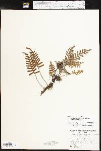 Pleopeltis polypodioides image