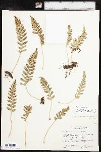 Polypodium hesperium image