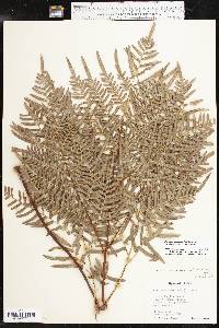 Pteridium aquilinum subsp. pseudocaudatum image