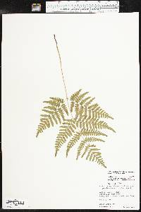 Pteridium aquilinum var. latiusculum image