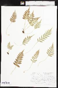 Polypodium hesperium image