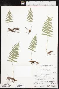 Polypodium appalachianum image