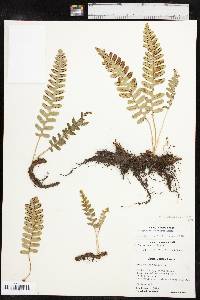 Polypodium saximontanum image