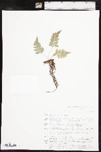 Polypodium hesperium image