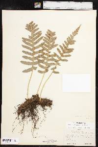 Polypodium californicum image