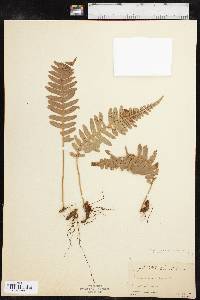 Polypodium glycyrrhiza image