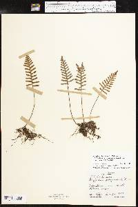 Pleopeltis polypodioides image