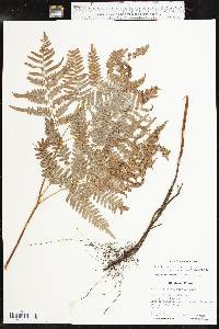 Pteridium aquilinum subsp. pseudocaudatum image