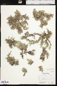 Selaginella peruviana image