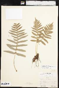 Polypodium californicum image