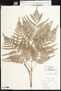 Pteridium aquilinum subsp. pseudocaudatum image