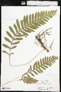 Polypodium californicum image