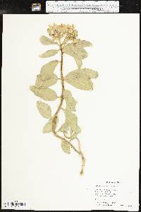 Asclepias viridis image