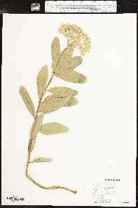 Asclepias viridis image