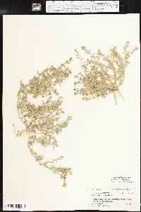Atriplex pentandra image