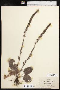 Synthyris bullii image