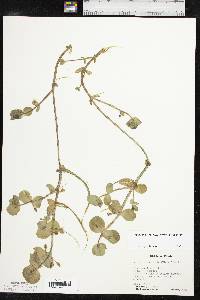 Bacopa rotundifolia image