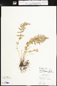 Woodsia oregana image