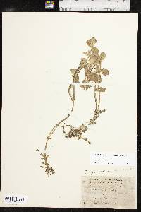 Bacopa rotundifolia image