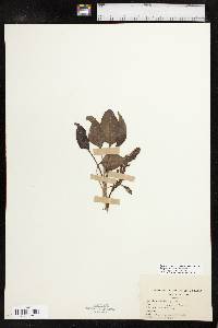 Synthyris rubra image