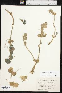 Bacopa rotundifolia image