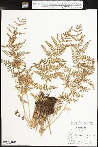 Woodsia obtusa subsp. obtusa image