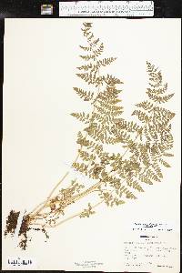 Woodsia obtusa subsp. occidentalis image