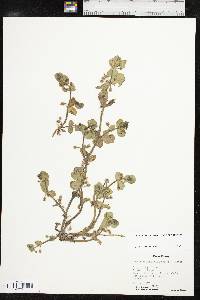 Bacopa rotundifolia image