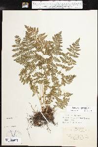 Woodsia obtusa subsp. occidentalis image