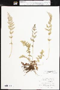 Woodsia obtusa subsp. occidentalis image