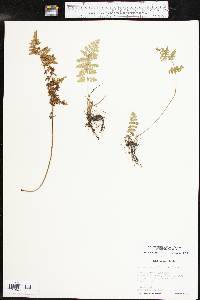 Woodsia obtusa subsp. occidentalis image