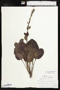 Synthyris rubra image