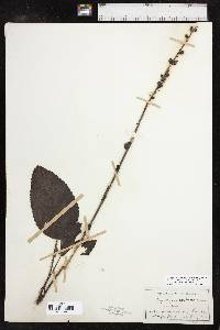 Synthyris rubra image