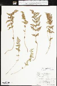 Woodsia obtusa subsp. occidentalis image