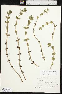 Bacopa caroliniana image