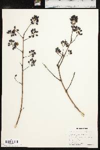 Berchemia scandens image