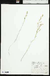 Bartonia paniculata image