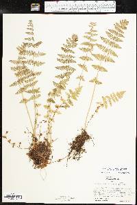 Woodsia obtusa subsp. occidentalis image